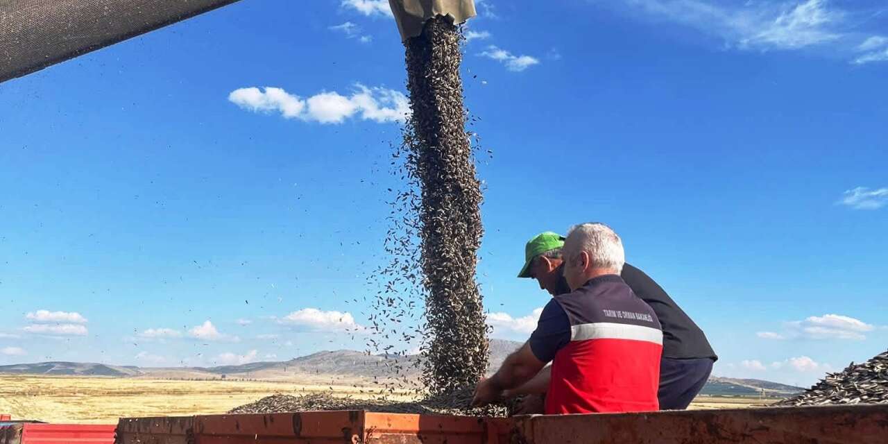 Altıntaş’ta ayçiçeği hasadı kontrol edildi