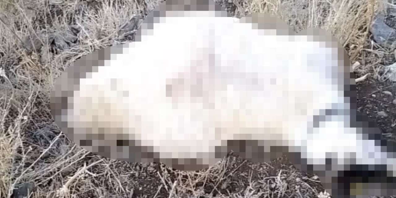 Yüksekova’da yıldırım düşmesi sonucu çok sayıda küçükbaş hayvan telef oldu
