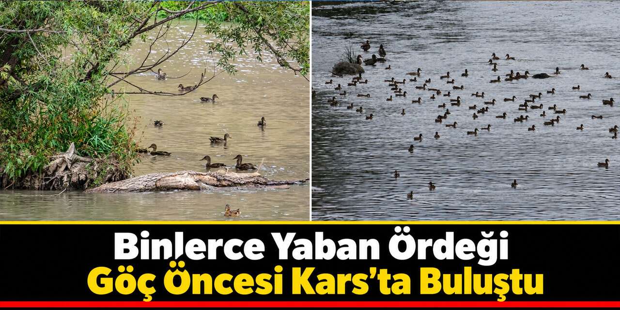 Binlerce Yaban Ördeği Göç Öncesi Kars’ta Buluştu