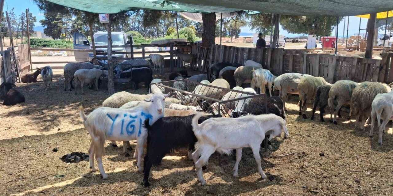 Nazilli ve Çine hayvan pazarları yeniden açılıyor