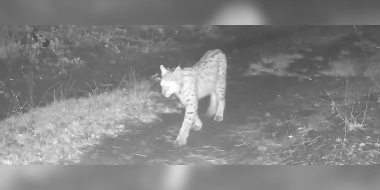 Çankırı’da nesli tehlike altında olan vaşak görüntülendi