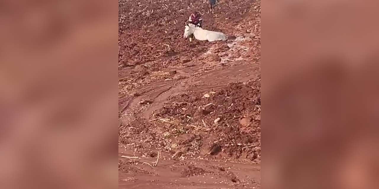 Çamura saplanan eşeği itfaiye ekipleri kurtardı
