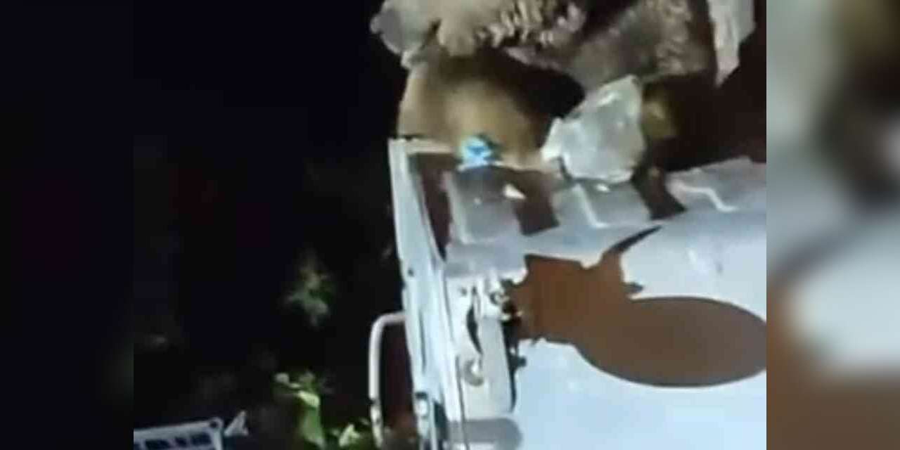 Uludağ’da aç kalan ayı yemek aradı