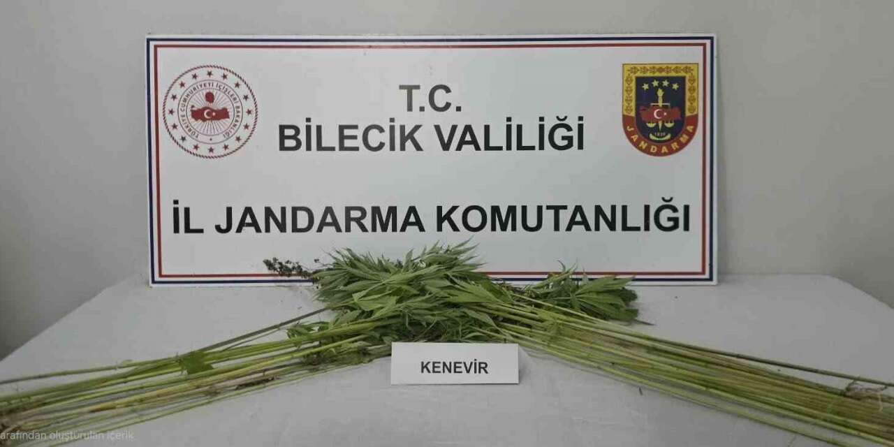 Bilecik’te tarlada kenevir bitkisi ele geçirildi