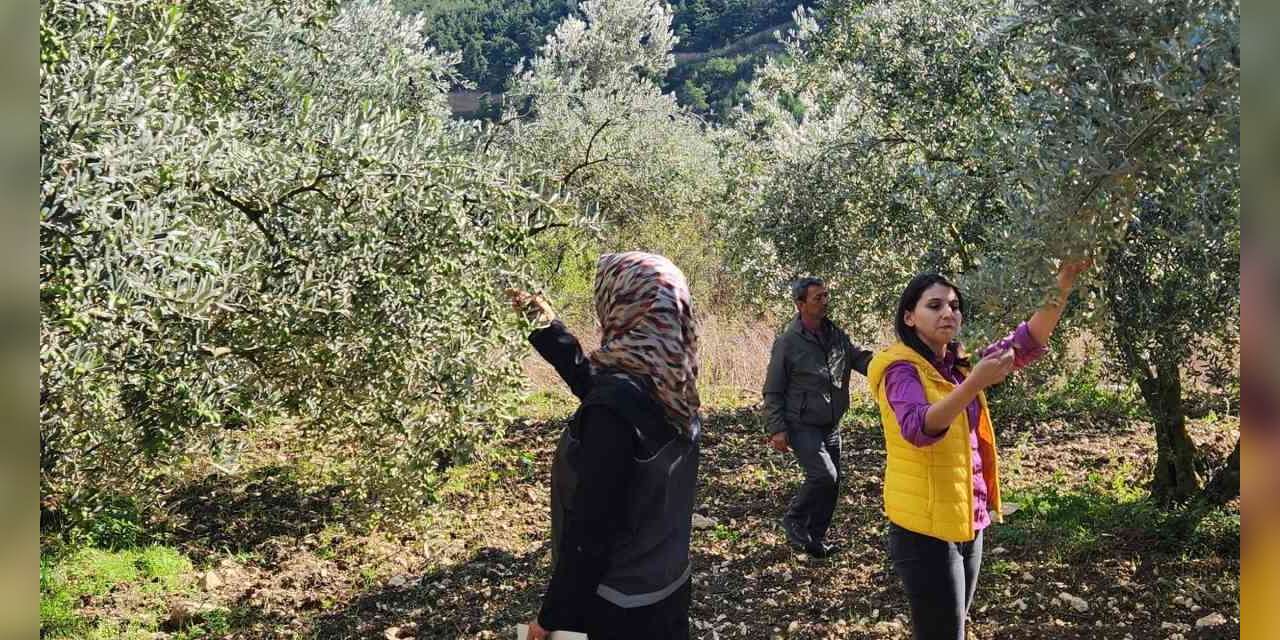 Bilecik’te zeytin ve zeytinyağı rekoltesi için saha çalışması
