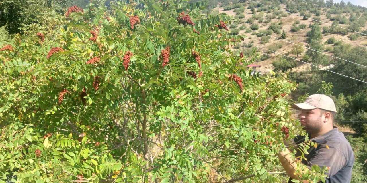 Kahramanmaraş’ta sumak hasadı