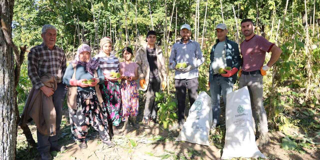 Aydın’da kestane hasadı başladı