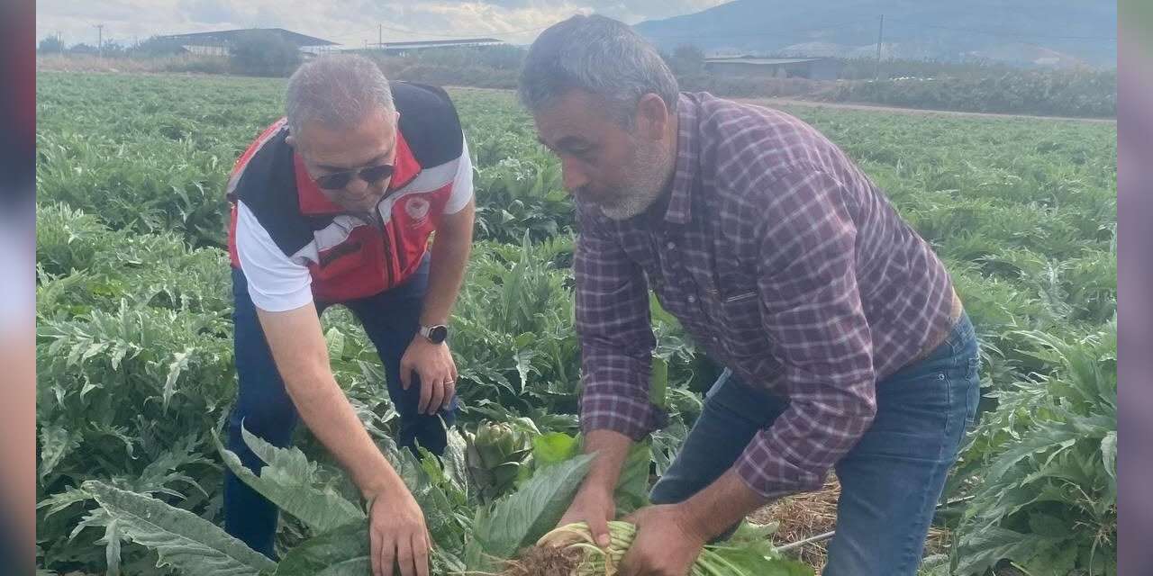 Coğrafi işaretli Gölhisar Enginarı’nda hasat için geri sayım başladı