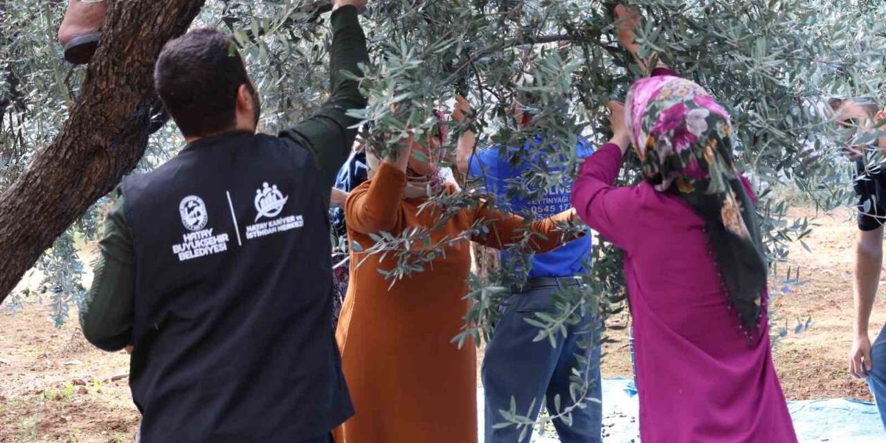 HBB’den zeytin üreticilerine mesleki eğitim desteği