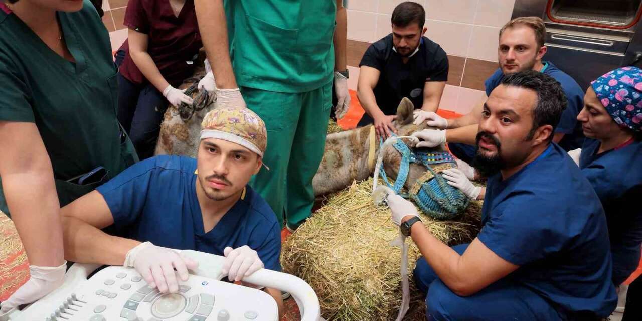 Türkiye’de ilk: Retina rahatsızlığı bulunan deve için kök hücre tedavi süreci başladı