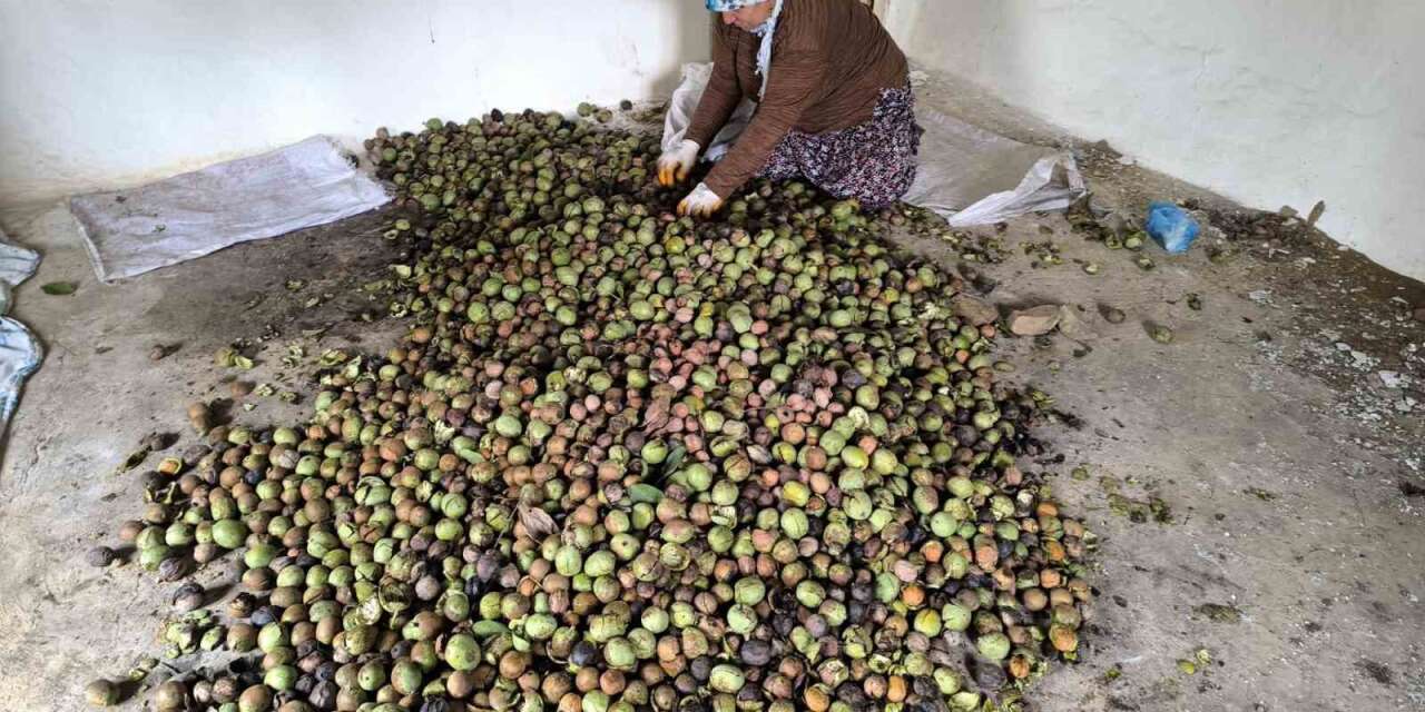 Sason’da sonbaharla birlikte ceviz mesaisi başladı