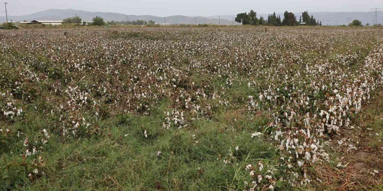 Aydın pamuğu yağmura hazırlıksız yakalandı