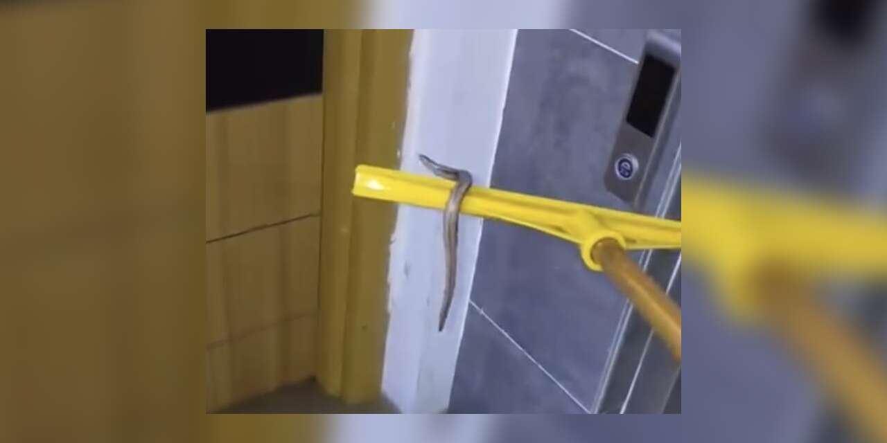 Arnavutköy’de su basan apartmanın bodrum katında yılan paniği
