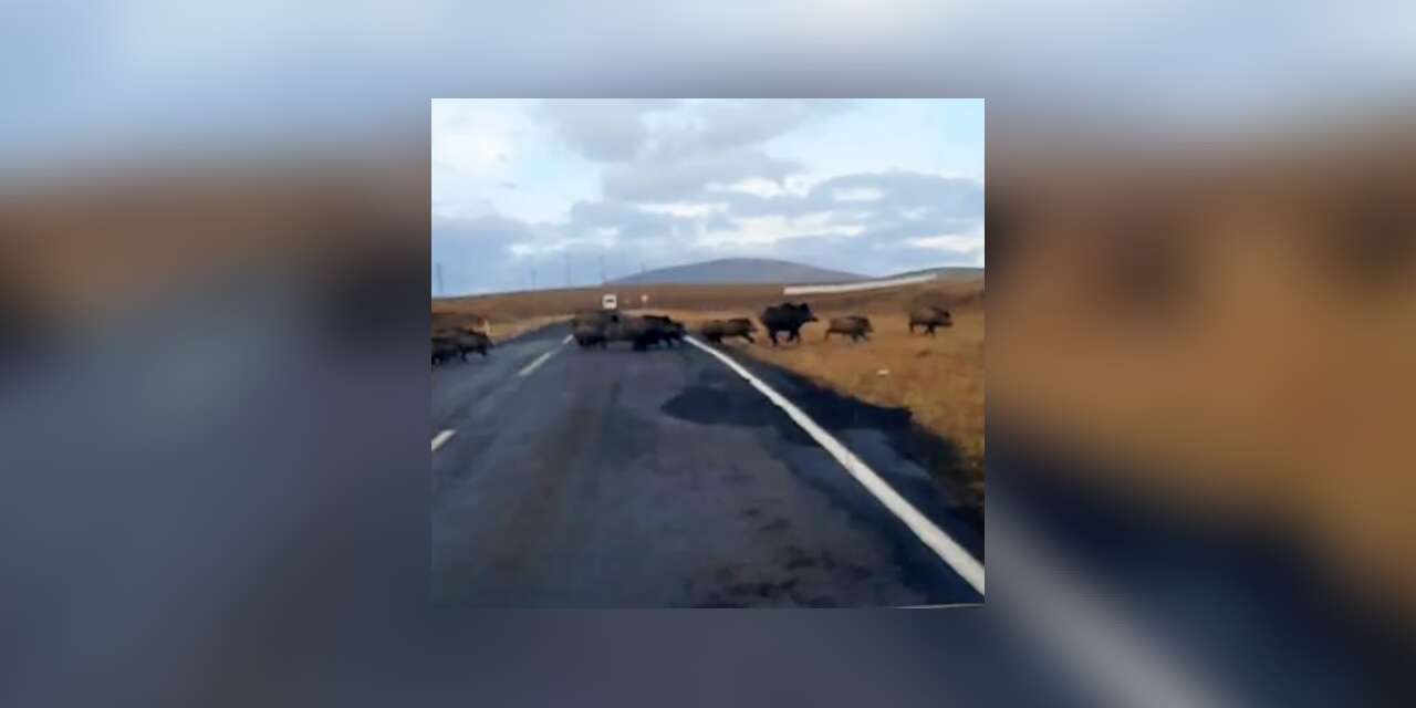 Kars’ta domuz sürüsü görüntülendi