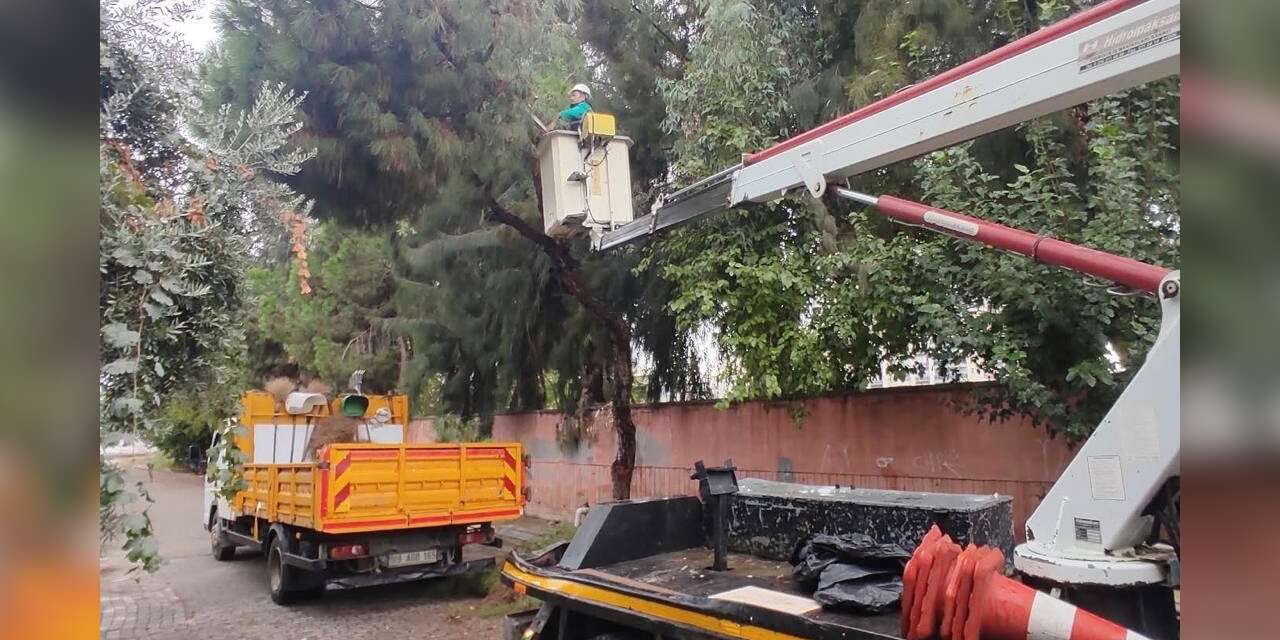 Efeler’de ağaç budama çalışmaları sürüyor