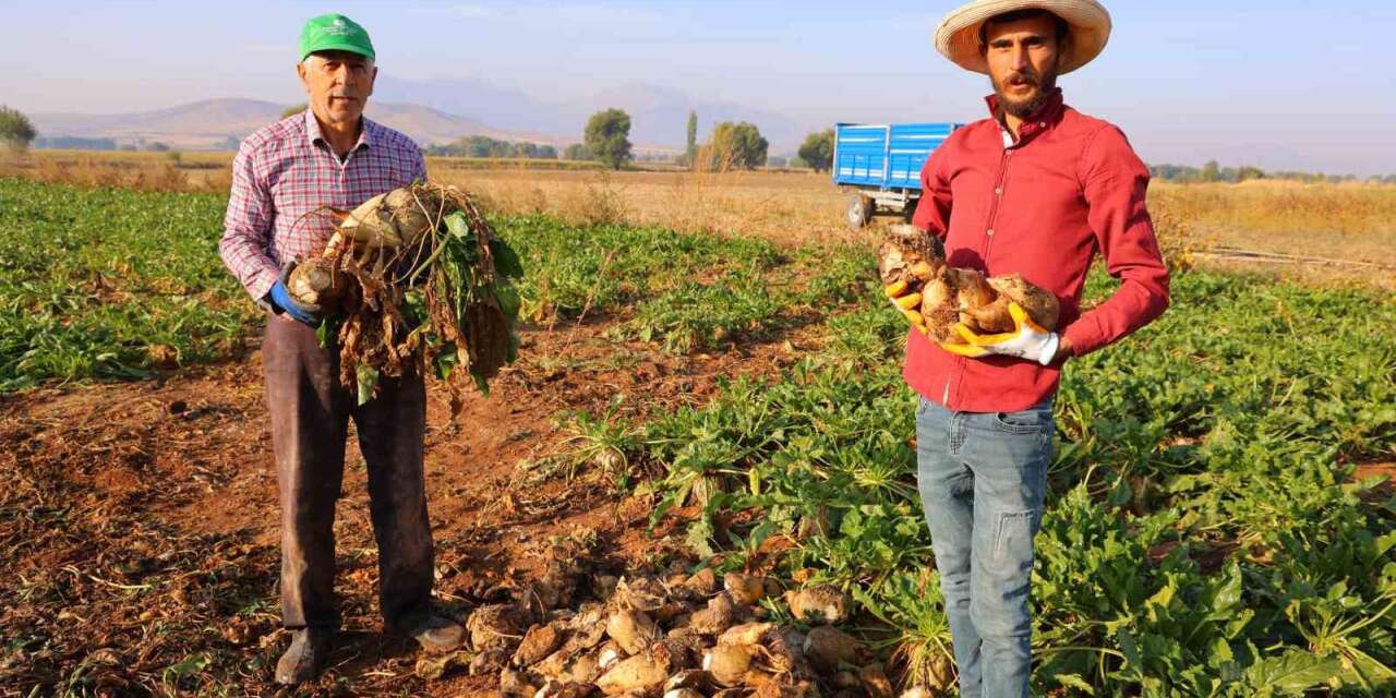 Kahramanmaraş’ta şeker pancarı hasadı başladı