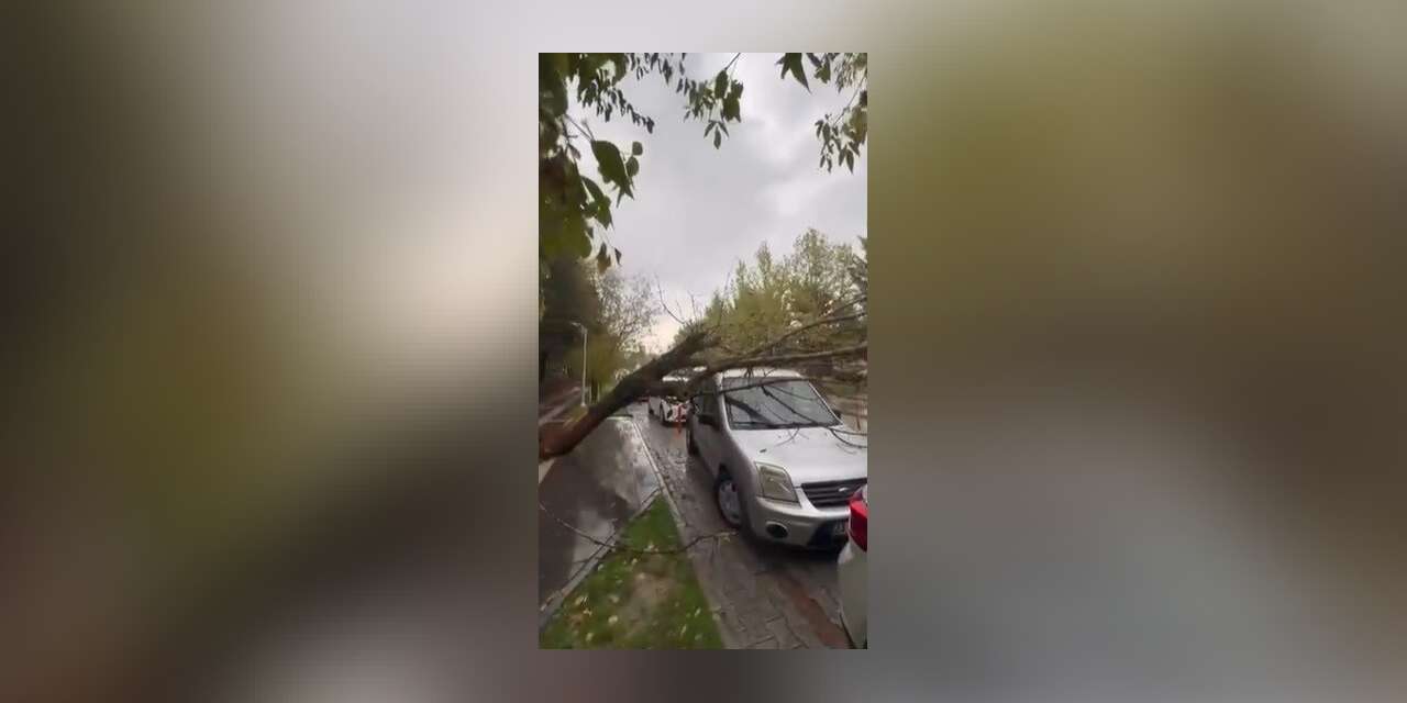 Elazığ’da ağaç, aracın üstüne devrildi