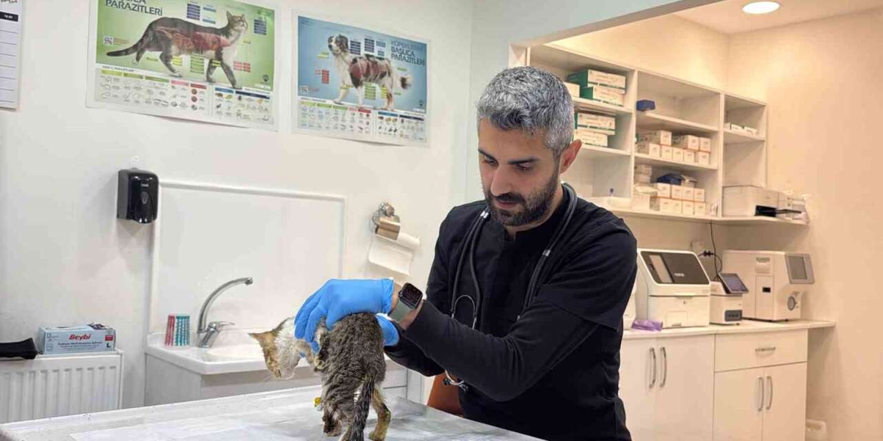 Tokat’ta binlerce kişiyi hastanelik eden şikayetler kedi ve köpeklerde de görüldü