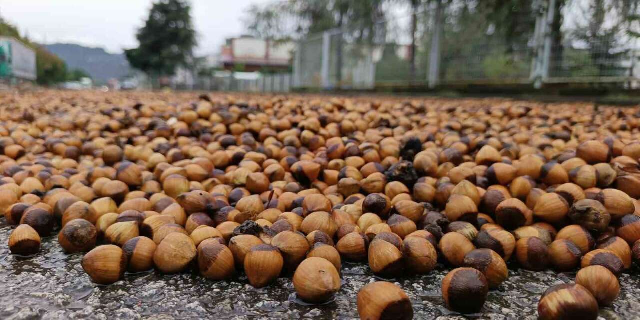 Ordu’da fındık üreticilerinin yağmur mesaisi