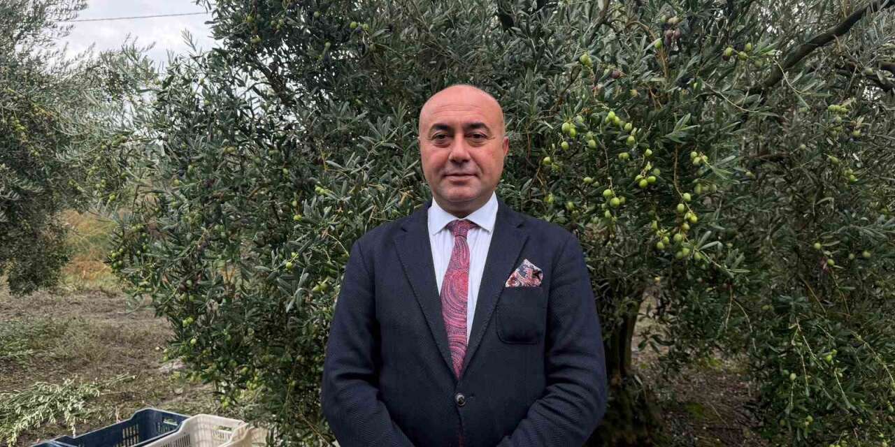 Marmarabirlik’ten 60 bin tonluk alım planı...Türkiye’de zeytinde rekor rekolte beklentisi