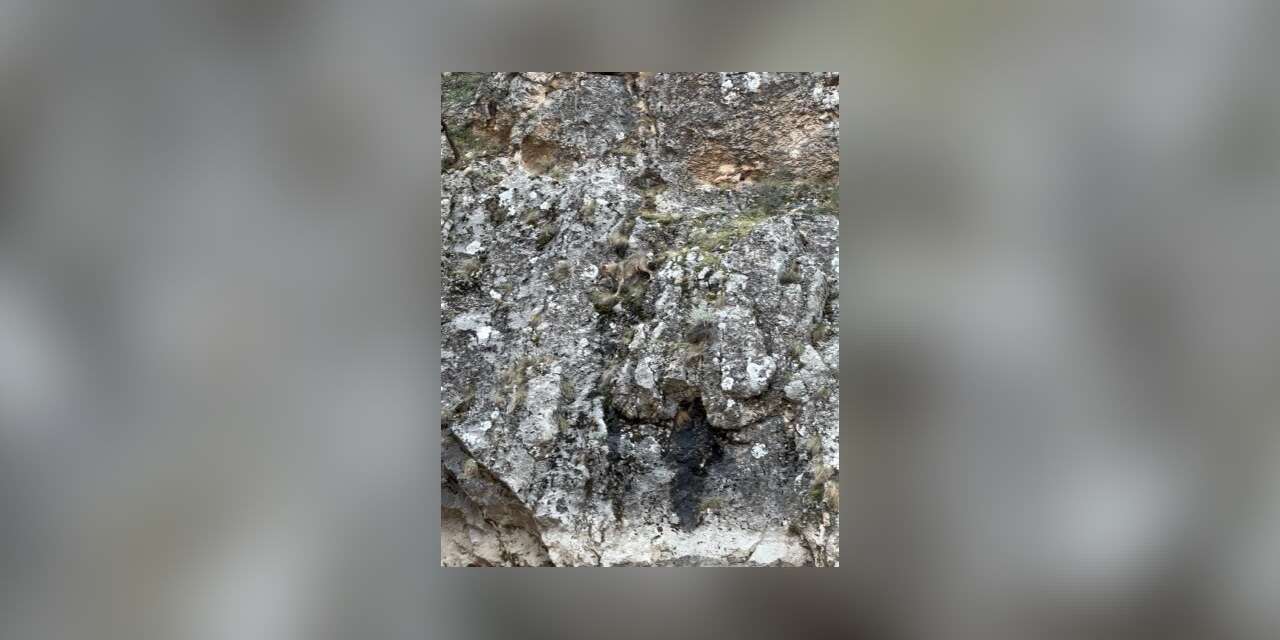 Erzincan’da kurtlarla yaban keçilerinin amansız mücadelesi kamerada
