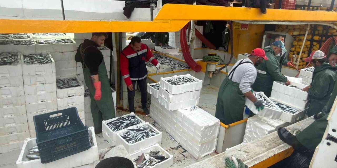 Didim’de hamsi kotası denetimleri sürüyor