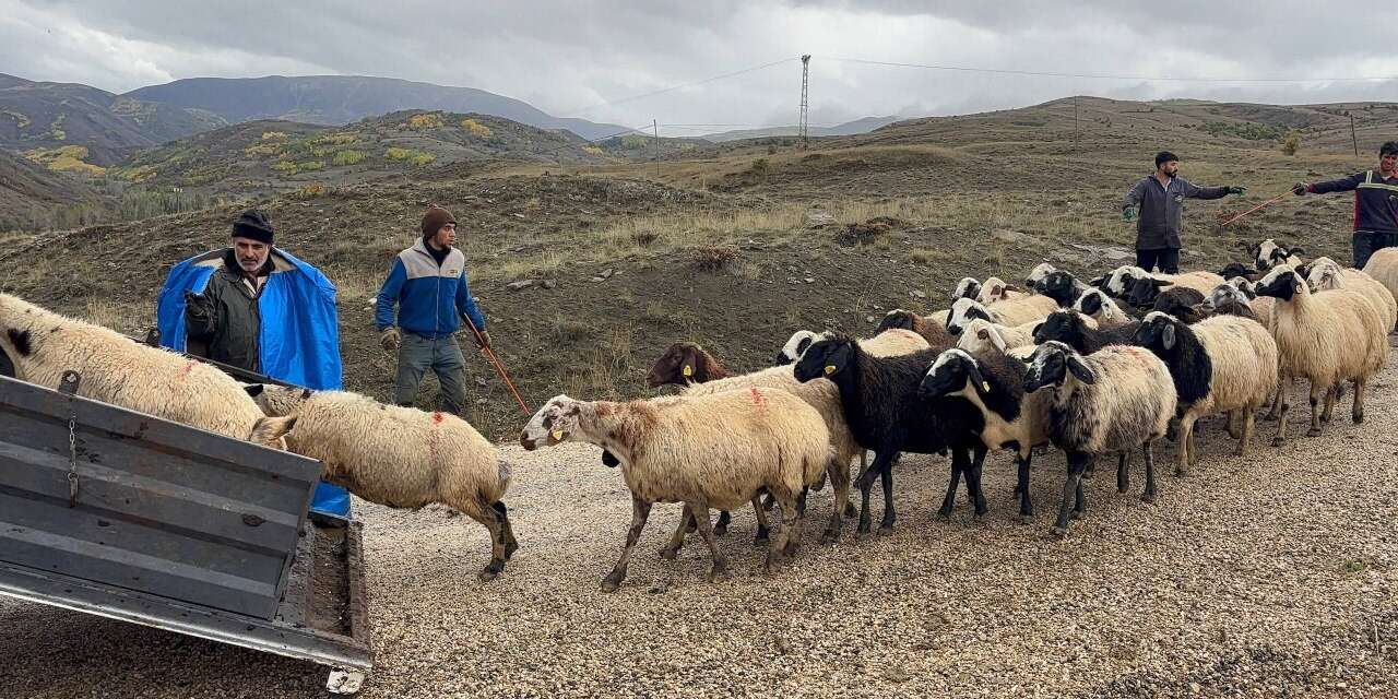 Erzincan’da yayla sezonu sona erdi, dönüş yolculuğu başladı