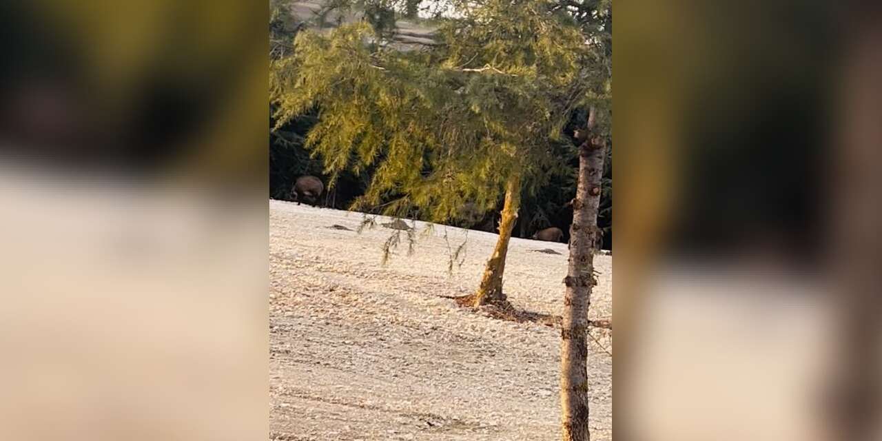 Büyükçekmece’de domuz sürüsü yol kenarına indi