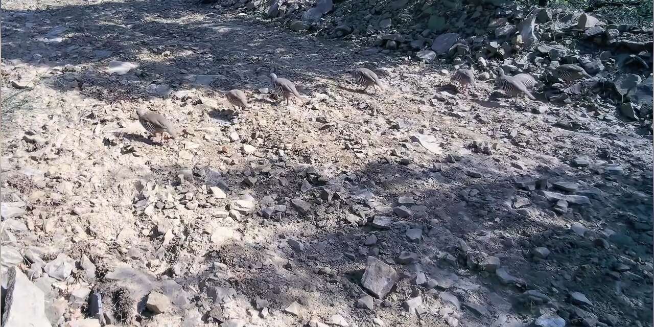 Ganos Dağları’nda keklik sürüsü fotokapanlara yansıdı