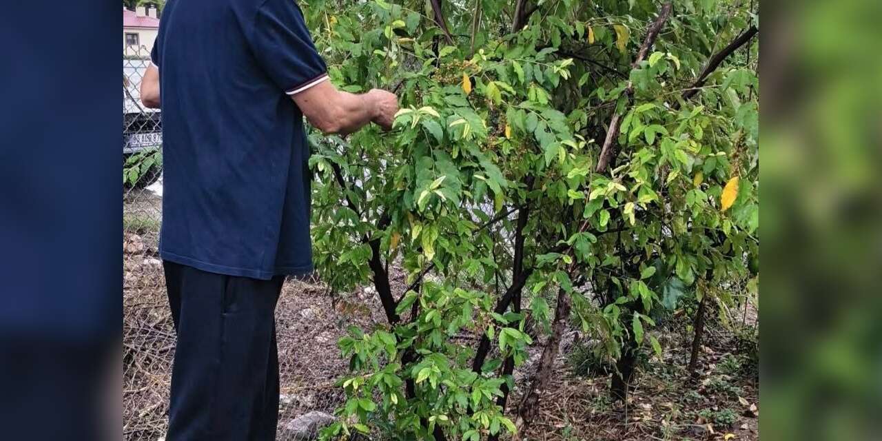 Kahramanmaraşlı üretici ’Japon İğdesi’ yetiştirdi