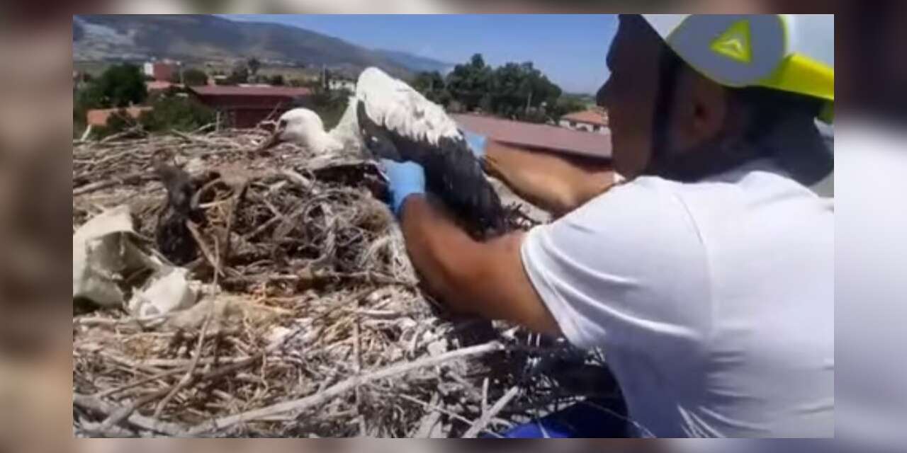Leylek yuvalarındaki plastik ipler yavruların hayatını tehdit ediyor
