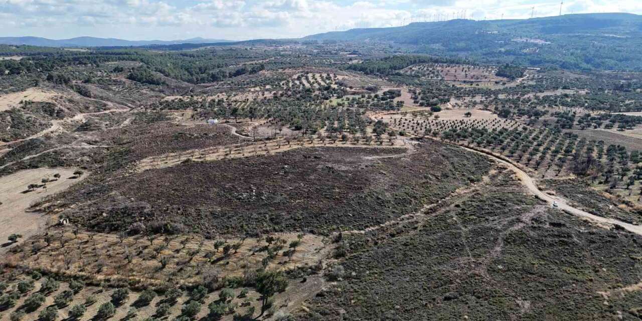 Çanakkale’de yanan ormanlar küllerinden doğuyor
