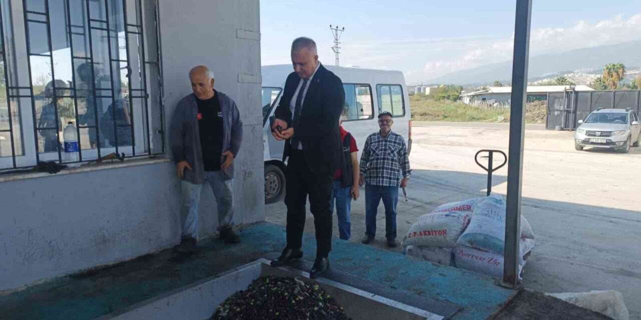 Hatay’da kaliteli zeytinyağı üretimi için hasat uyarısı