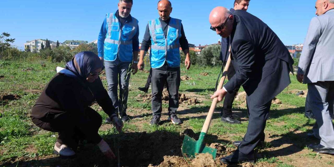 Darıca’da Zeytin Festivali kapsamında 100 fidan dikildi