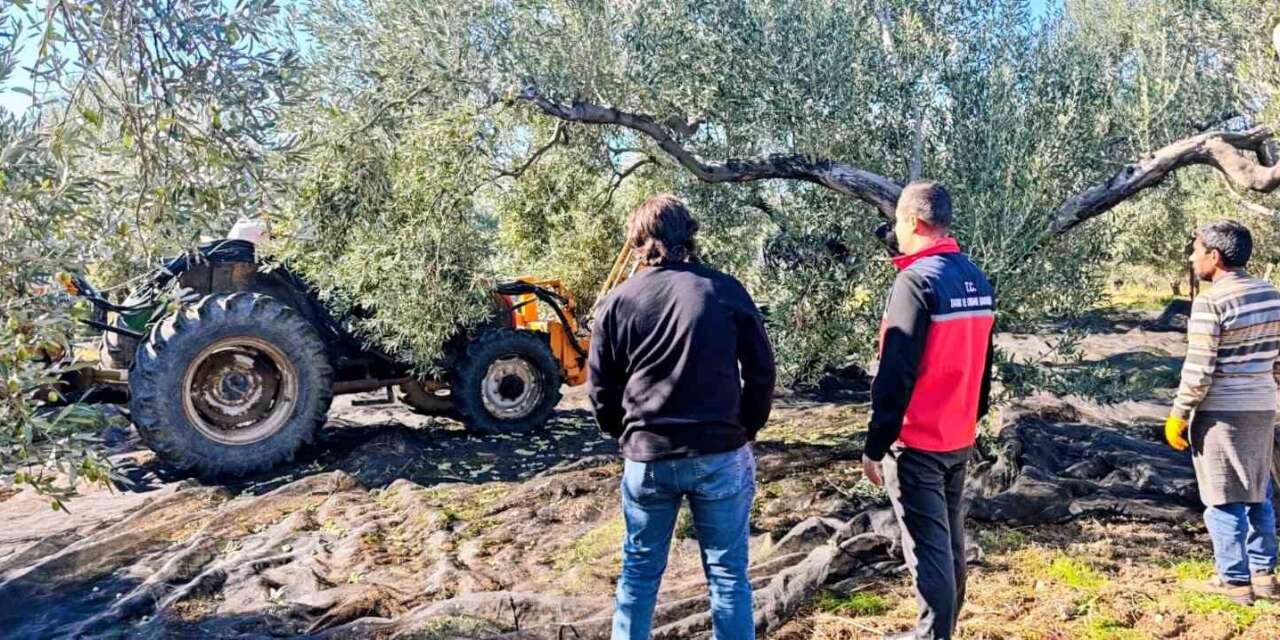 Gömeç’te zeytin hasadı devam ediyor