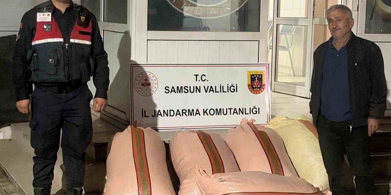 Çarşamba’da fındık dolandırıcılığı: 2 gözaltı