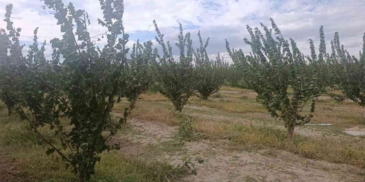 Çivril’de entegre mücadele çalışmaları sürüyor