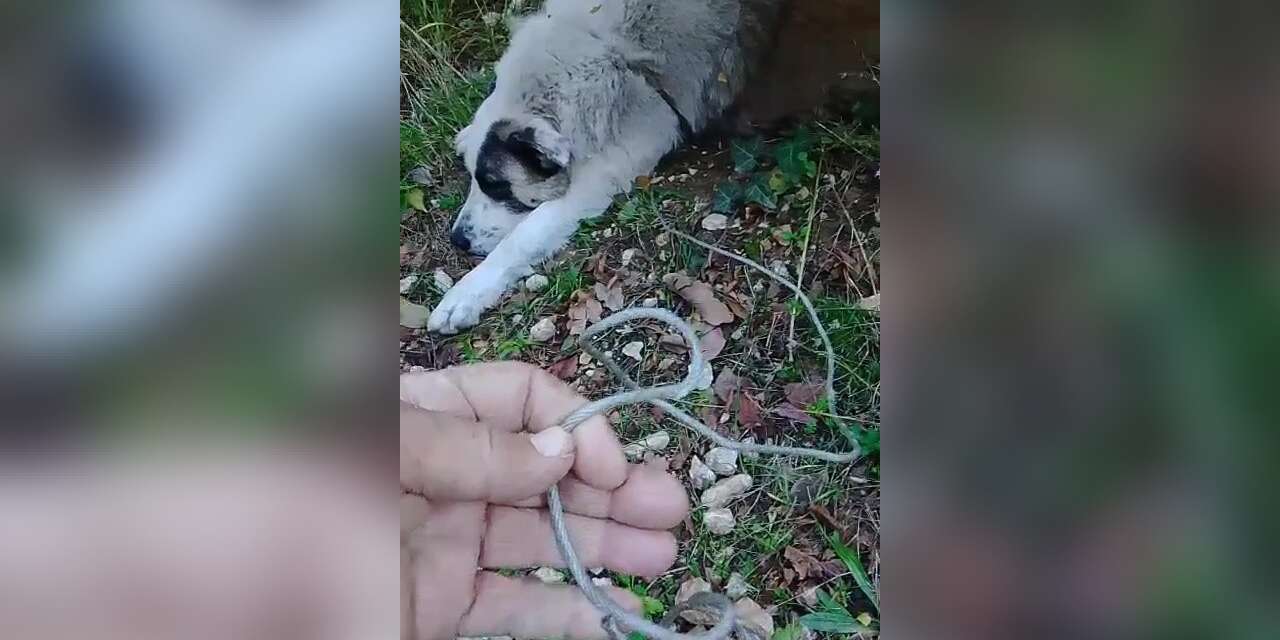 Ormanda tuzağa yakalanan köpeği arama kurtarma ekipleri kurtardı
