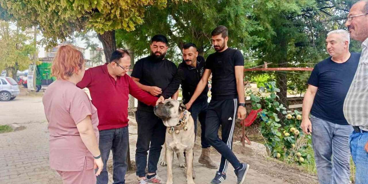 Başmakçı’da evcil hayvanlar kimliklendiriliyor