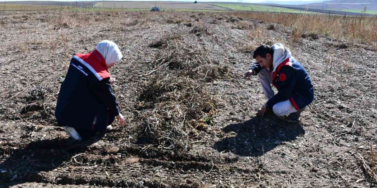 Fasulye hasadında saha kontrolleri yapıldı