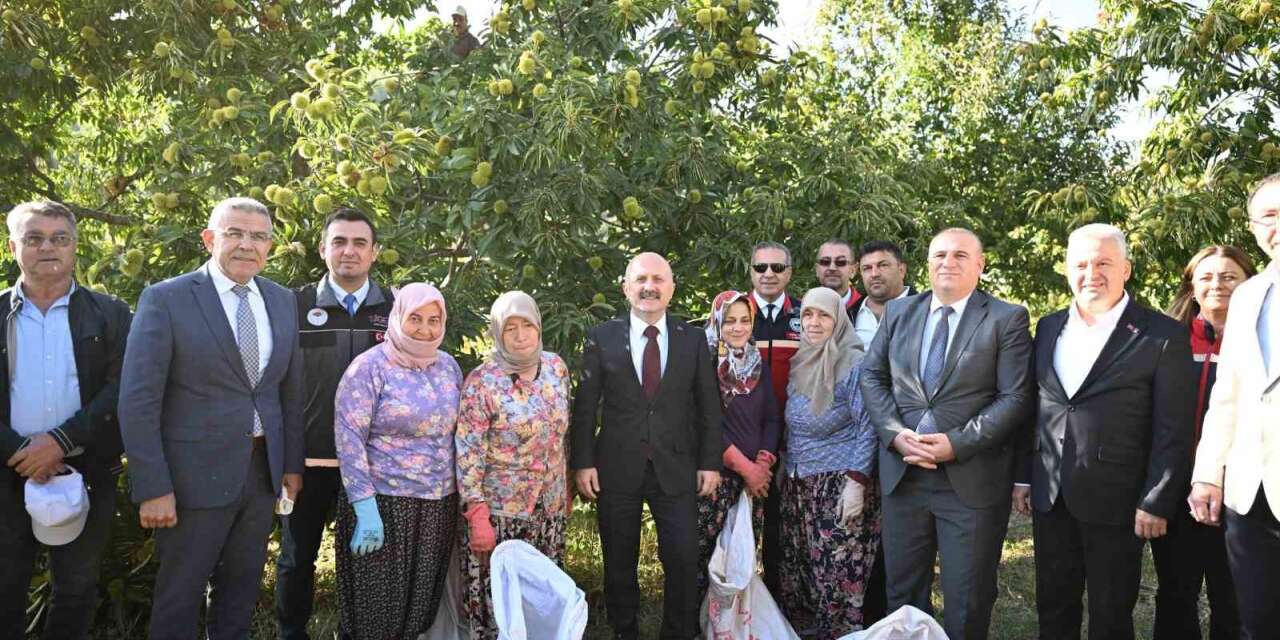 Aydın’da 5 bin 629 kestane üreticisi hasat heyecanı yaşıyor