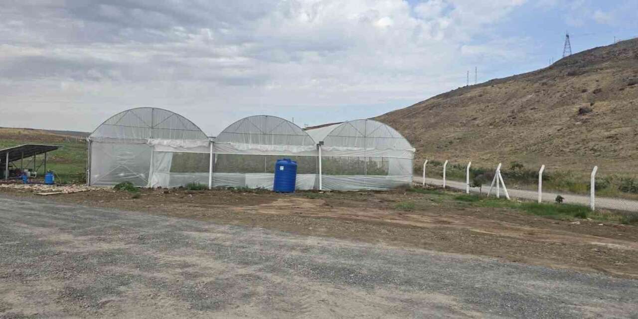 Cizre’de örtü altı yetiştiriciliğine devlet eli