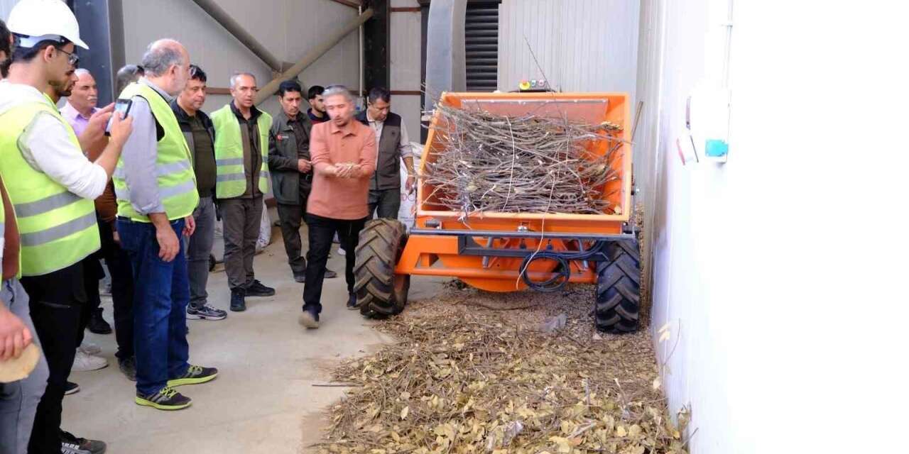 Kahramanmaraş’ta 450 hektarlık alanda defne seferberliği