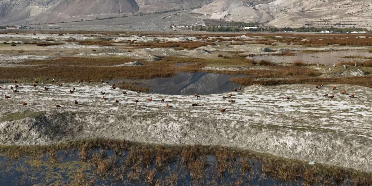 Erzincan’da Kuş Cenneti’nde göç öncesi son görüntüler