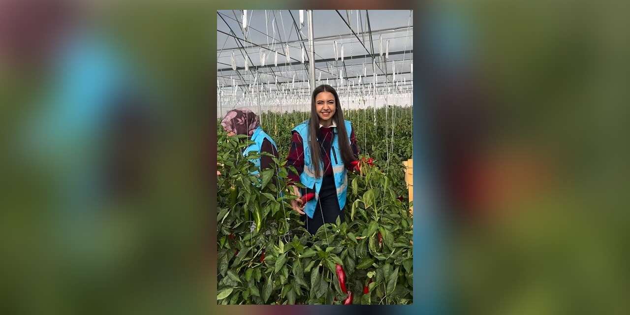 Çayırlı’da öğrenciler sera ziyaretinde hasada katıldı