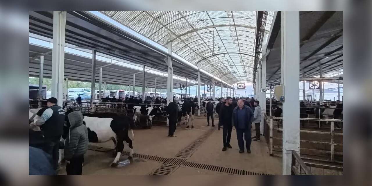 Nazilli Hayvan Pazarı’nda kaçak ve belgesiz hayvanlara geçit yok