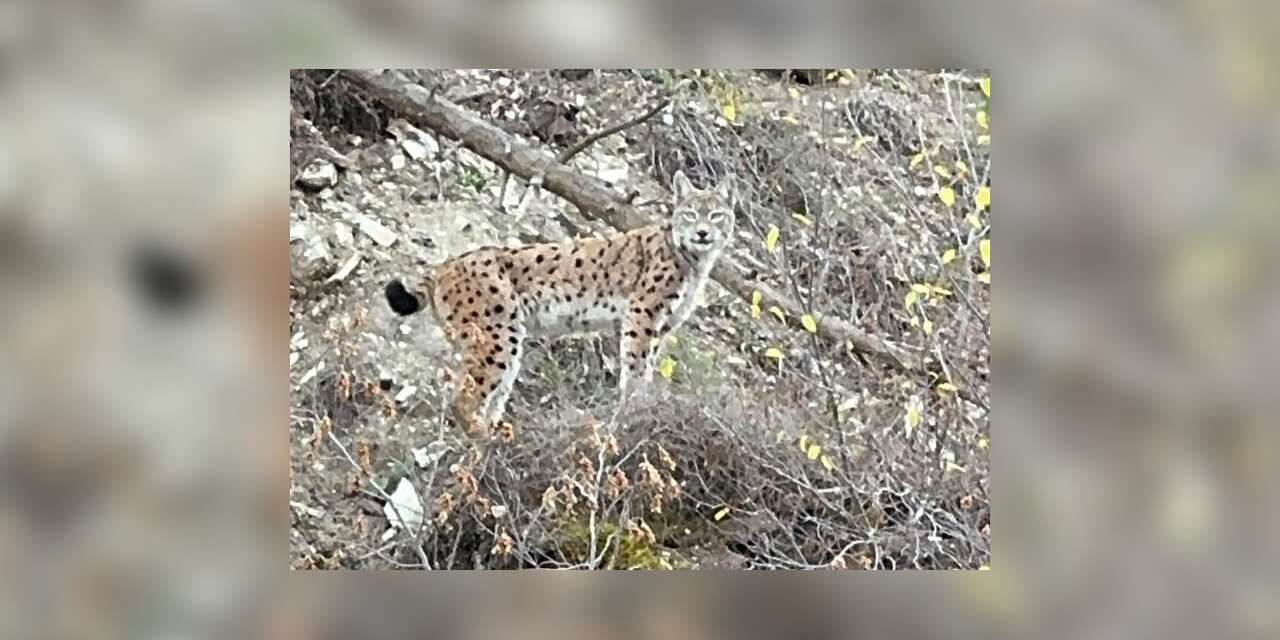 Erzurum’da nesli koruma altındaki vaşak görüntülendi