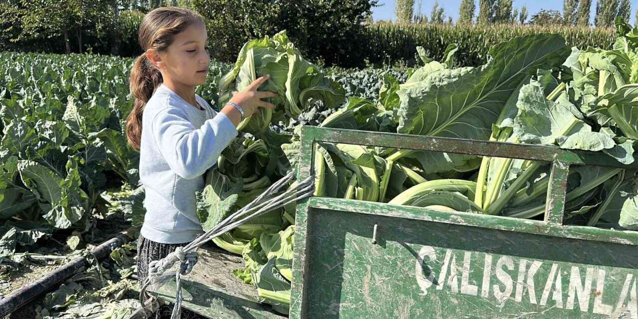 Burdur’da 9 yaşındaki Medine’nin bir eli tarlada, aklı ise geleceğinde