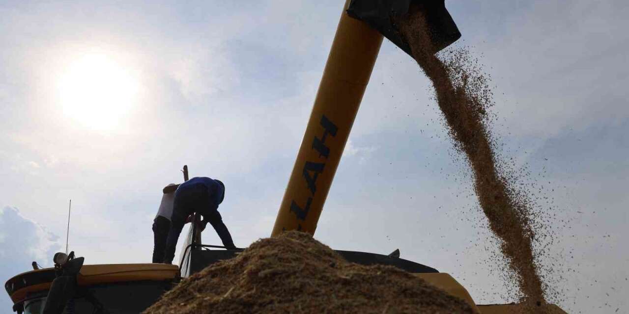 Diyarbakır’ın tescilli Karacadağ pirinci hem biçerdöverle hem de imece usulü biçiliyor