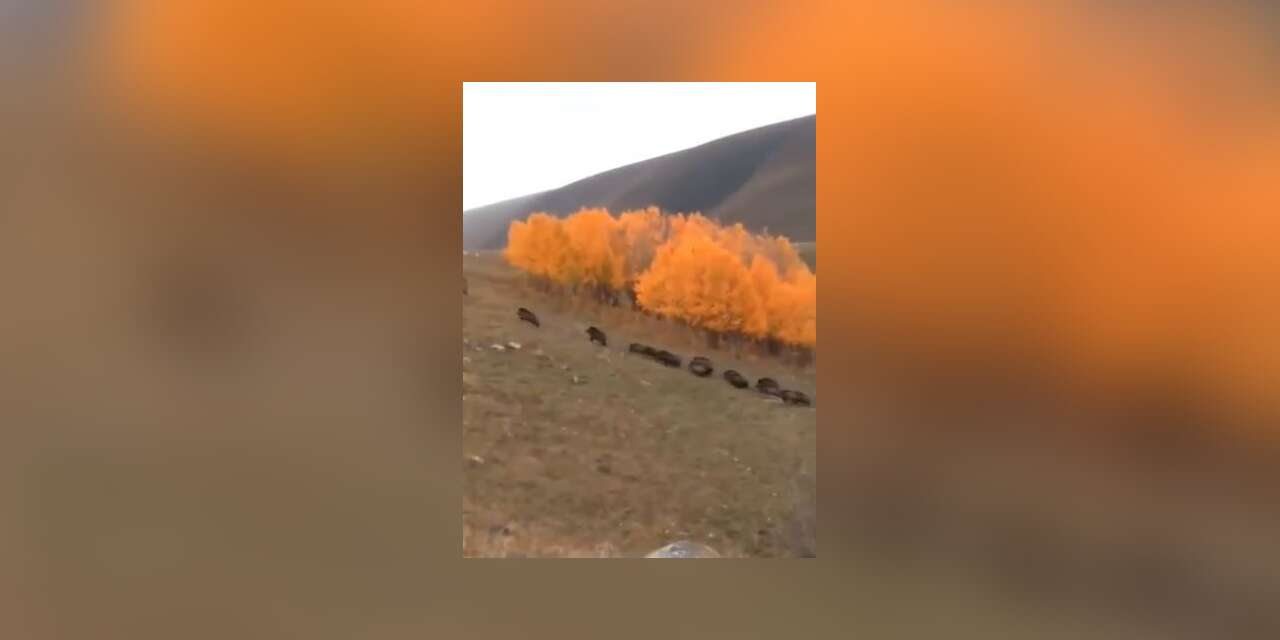 Domuz sürüsü büyükbaş hayvanların yakınında görüntülendi